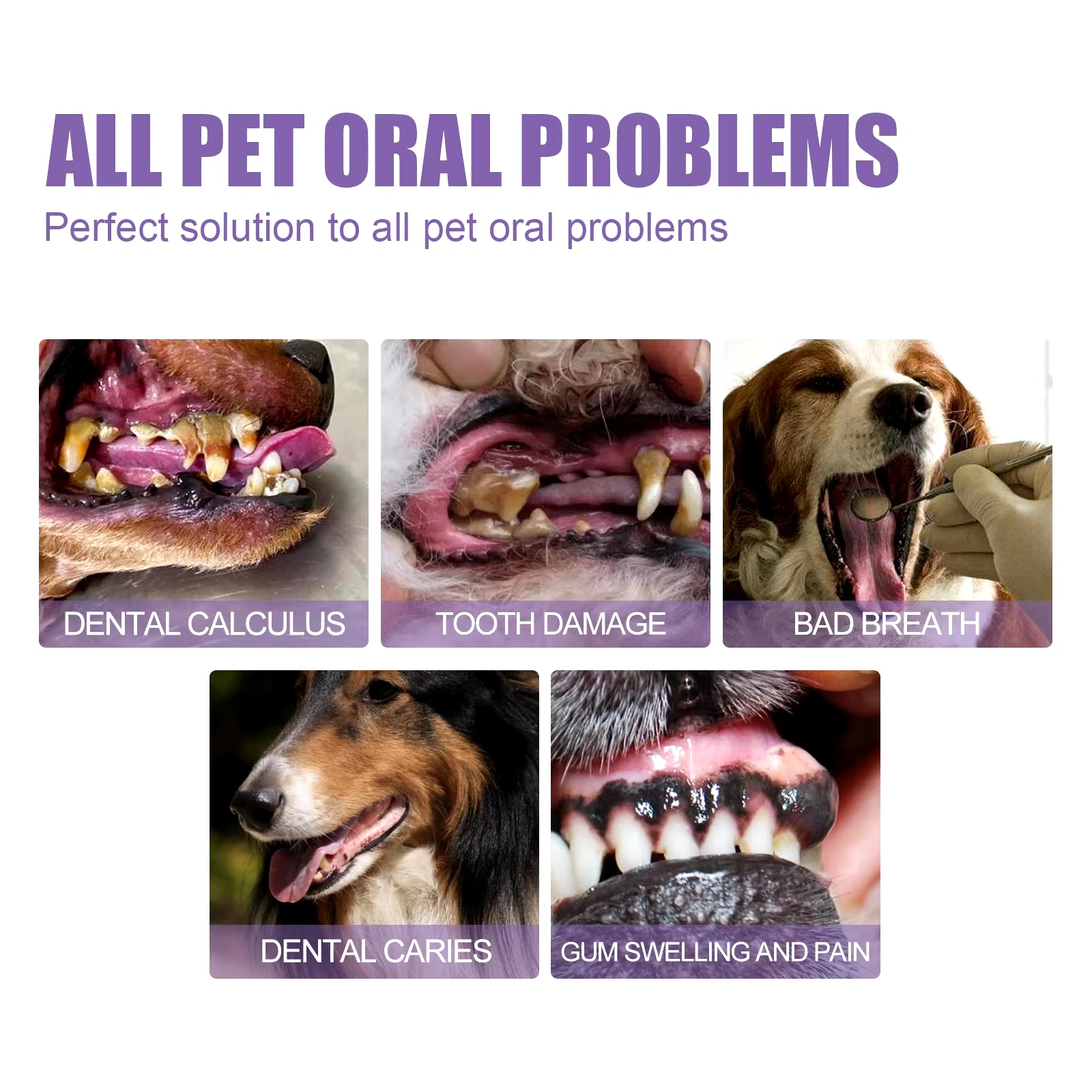  Deep Cleaning for Dog & Cat Tooth Stains and Oral Care